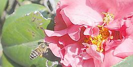 蜜蜂 茶花圖片