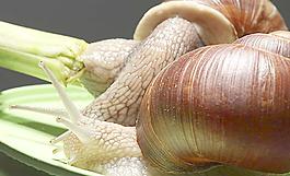 蝸牛圖片