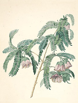 位圖 植物 花卉 優(yōu)雅植物 藝術(shù)效果 免費(fèi)素材