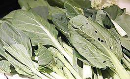 油菜圖片
