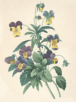 位圖 植物 花卉 優(yōu)雅植物 藝術(shù)效果 免費(fèi)素材