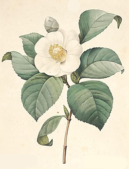 位圖 植物 花卉 優(yōu)雅植物 藝術(shù)效果 免費(fèi)素材