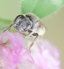 蜜蜂圖片