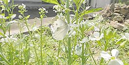 蝴蝶 蘿卜花圖片
