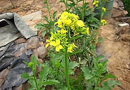 白菜花 黄色花图片