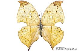 蝴蝶PSD素材圖片