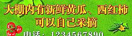 采摘蔬菜海报图片