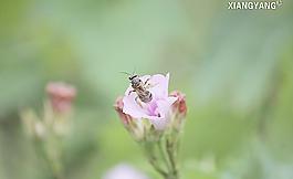 蜜蜂與喇叭花圖片
