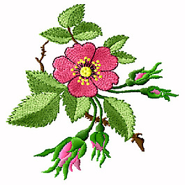 繡花 植物 花卉 花朵 樹葉 免費(fèi)素材