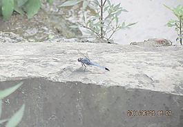 蜻蜓圖片