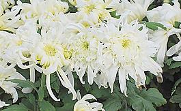 菊花圖片