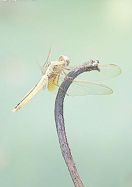 金蜻蜓圖片
