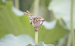 蜻蜓圖片