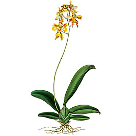 位圖 植物 花卉 優(yōu)雅植物 藝術(shù)效果 免費(fèi)素材