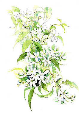 位圖 植物 花卉 優(yōu)雅植物 藝術效果 免費素材