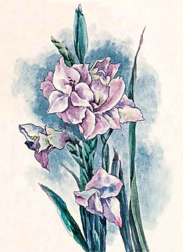 位圖 植物 花卉 優(yōu)雅植物 藝術(shù)效果 免費素材