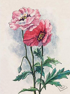 位圖 植物 花卉 優(yōu)雅植物 藝術(shù)效果 免費(fèi)素材