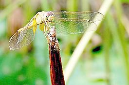 蜻蜓圖片