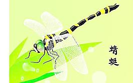 蜻蜓圖片