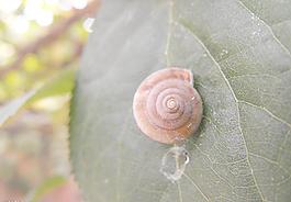蝸牛圖片