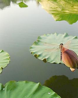 蜻蜓圖片