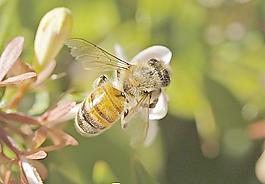 蜜蜂圖片