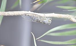 夏蟬圖片