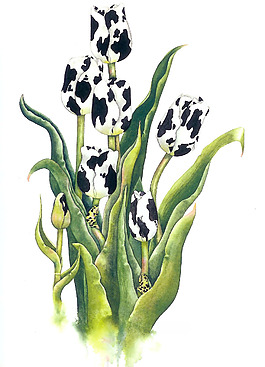 位圖 植物 花卉 優(yōu)雅植物 藝術(shù)效果 免費(fèi)素材