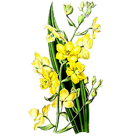 位圖 植物 花卉 優(yōu)雅植物 藝術(shù)效果 免費(fèi)素材