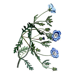 位圖 植物 花卉 優(yōu)雅植物 藝術(shù)效果 免費(fèi)素材