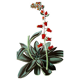 位圖 植物 花卉 優(yōu)雅植物 藝術(shù)效果 免費(fèi)素材
