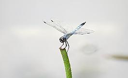 蜻蜓圖片