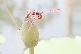 紅蜻蜓圖片