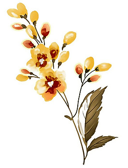 位圖 植物 花卉 優(yōu)雅植物 色彩 免費(fèi)素材