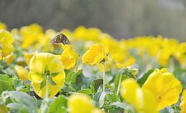 蝴蝶和黃花圖片