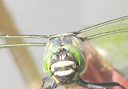 無霸勾蜓 雄性圖片