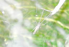 蜘蛛结网图片