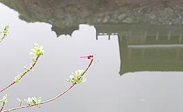蜻蜓憩歇圖片