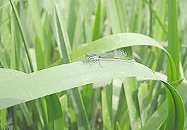 蜻蜓圖片