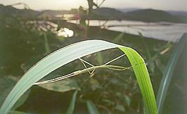 蝗蟲圖片