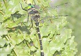 蜻蜓 無霸勾蜓圖片