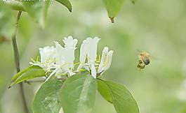 蜜蜂與花圖片