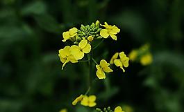 油菜花图片