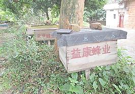 蜜蜂圖片