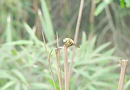 蜜蜂圖片