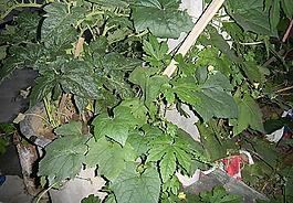 菜園蔬菜葉圖片