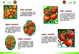 畫冊 綠色 蔬菜圖片