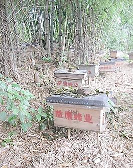 蜜蜂圖片