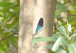 藍(lán)蜻蜓圖片