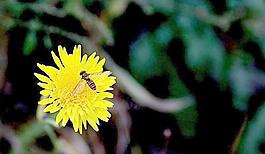蜜蜂采蜜圖片